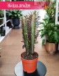 Euphorbia Trigona Rubra do kupienia w sklepie internetowym online z dostawą, Wilczomlecz Trigona Rubra
