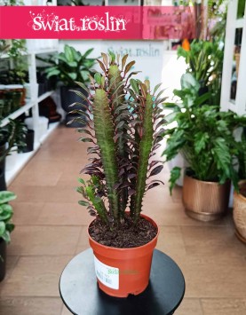 Euphorbia Trigona Rubra najlepsza cena najlepsza jakość ze sklepu online z dostawą, Wilczomlecz Trigona Rubra