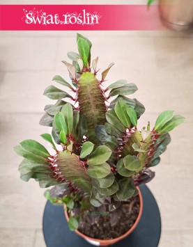 Euphorbia Trigona Rubra sklep internetowy online z dostawą, Wilczomlecz Trigona Rubra