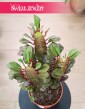 Euphorbia Trigona Rubra sklep internetowy online z dostawą, Wilczomlecz Trigona Rubra