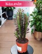 Euphorbia Trigona Rubra do kupienia w Krakowie lub online z dostawą pod drzwi, Wilczomlecz Trigona Rubra