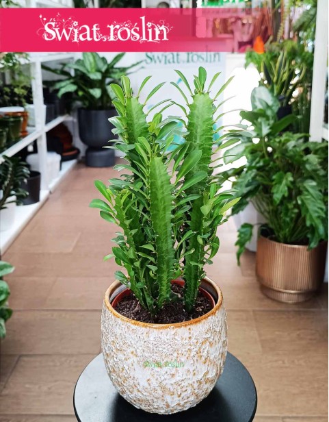 Euphorbia Trigona, Wilczomlecz Trójżebrowy