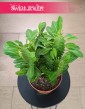 Euphorbia Trigona sklep internetowy online z dostawą, Wilczomlecz Trójżebrowy