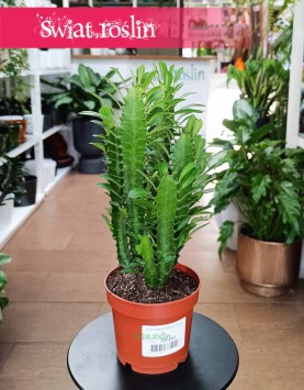 Euphorbia Trigona, Wilczomlecz Trójżebrowy łatwy w uprawie sukulent z dostawą ze sklepu onlline