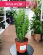 Euphorbia Trigona, Wilczomlecz Trójżebrowy łatwy w uprawie sukulent z dostawą ze sklepu onlline