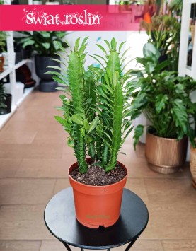 Euphorbia Trigona kup w Krakowie lub w sklepie internetowym online z dostawą, Wilczomlecz Trójżebrowy