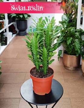 Euphorbia Trigona najlepsza cena najlepsza jakość kup z dostawą ze sklepu, Wilczomlecz Trójżebrowy