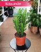 Euphorbia Trigona najlepsza cena najlepsza jakość kup z dostawą ze sklepu, Wilczomlecz Trójżebrowy