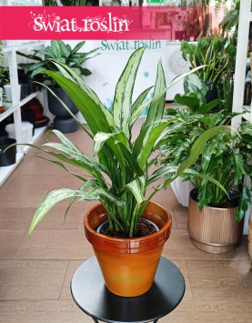 Aglaonema Cutlass, Aglonema Cutlass