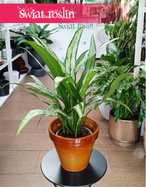 Aglaonema Cutlass, Aglonema Cutlass