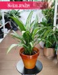 Aglaonema Cutlass, Aglonema Cutlass