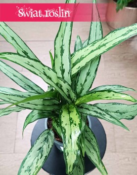 Aglaonema Cutlass do kupienia w najlepszej cenie i jakości z dostawą, Aglonema Cutlass