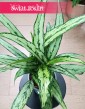 Aglaonema Cutlass do kupienia w najlepszej cenie i jakości z dostawą, Aglonema Cutlass