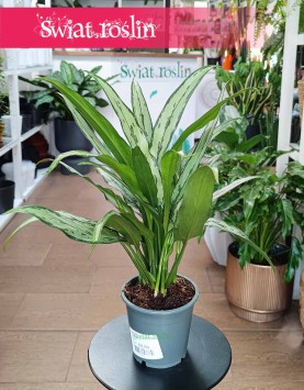 Aglaonema Cutlass, Aglonema Cutlass sklep online internetowy z dostawą