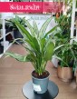Aglaonema Cutlass, Aglonema Cutlass sklep online internetowy z dostawą