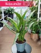 Aglaonema Cutlass, Aglonema Cutlass do kupienia w Krakowie lub online z dostawą w całej Polsce