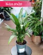 Aglaonema Cutlass, Aglonema Cutlass najlepsza cena i jakość do biura do firmy do mieszkania