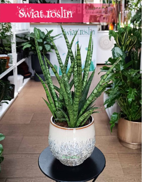 Sansevieria Silver Steel, Sansewiera Silver Steel