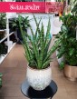 Sansevieria Silver Steel, Sansewiera Silver Steel