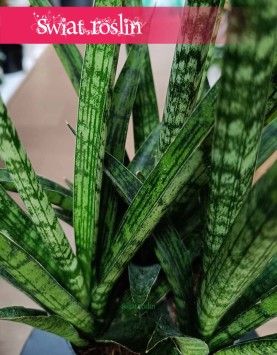 Sansevieria Silver Steel sklep online internetowy z dostawą, Sansewiera Silver Steel