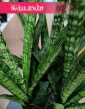 Sansevieria Silver Steel sklep online internetowy z dostawą, Sansewiera Silver Steel