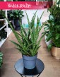 Sansevieria Silver Steel do kupienia w Krakowie lub online z dostawą w całej Polsce, Sansewiera Silver Steel