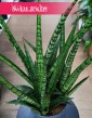 Sansevieria Silver Steel oczyszczająca powietrze roslina do biura do firmy do sypialni, Sansewiera Silver Steel