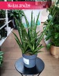 Sansevieria Silver Steel w najlepszej cenie i jakości do kupienia w Swiat Roślin z dostawą, Sansewiera Silver Steel