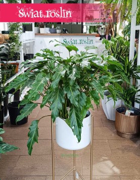 Filodendron Xanadu, Philodendron Xanadu, Thaumatophyllum Xanadu