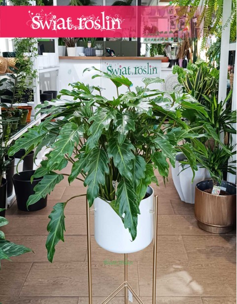 Filodendron Xanadu, Philodendron Xanadu, Thaumatophyllum Xanadu