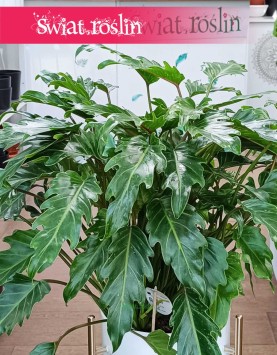 oczyszczający powietrze Filodendron Xanadu, Philodendron Xanadu, Thaumatophyllum Xanadu