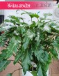 oczyszczający powietrze Filodendron Xanadu, Philodendron Xanadu, Thaumatophyllum Xanadu