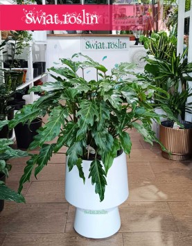 Filodendron Xanadu wspaniały do biura do firmy z dostawą ze sklepu, Philodendron Xanadu, Thaumatophyllum Xanadu