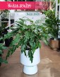 Filodendron Xanadu wspaniały do biura do firmy z dostawą ze sklepu, Philodendron Xanadu, Thaumatophyllum Xanadu