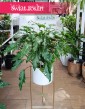 Filodendron Xanadu sklep online z dostawą pod drzwi elegancką roślinę doniczkową, Thaumatophyllum Xanadu