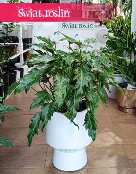 Filodendron Xanadu w najlepszej cenie i jakości z dostawą online, Thaumatophyllum Xanadu