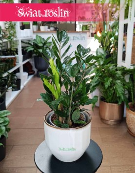 Zamiokulkas Lima, Zamioculcas Lima