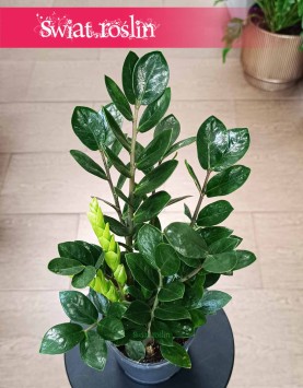 Zamiokulkas Lima, Zamioculcas Lima sklep online internetowy z dostawą