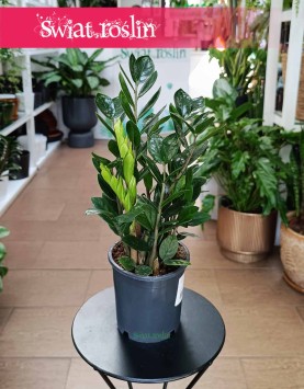 Zamiokulkas Lima do kupienia w Krakowie lub z dostawą online w całej Polsce, Zamioculcas Lima