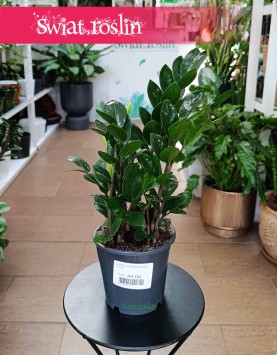 Zamiokulkas Lima w najlepszej cenie i jakości do kupienia w Świat Roślin z dostawą, Zamioculcas Lima