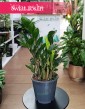 Zamiokulkas Lima oczyszczający powietrze i łatwy w uprawie do każdego pomieszczenia z dostawą, Zamioculcas Lima