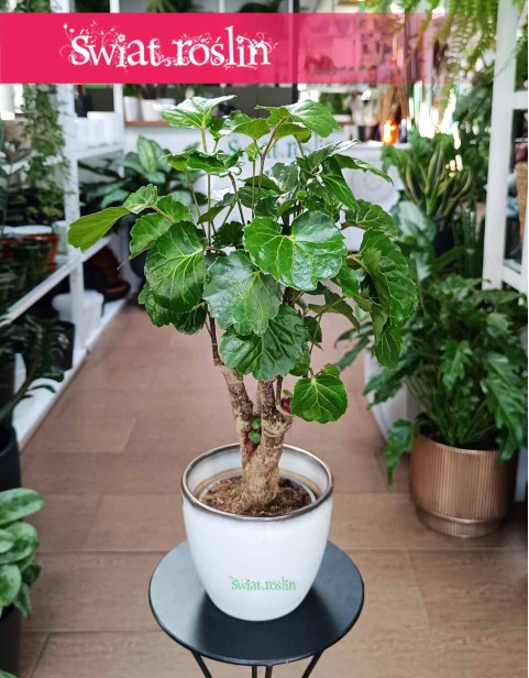 Aralia Green Lemon, Polyscias Green Lemon