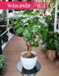 Aralia Green Lemon, Polyscias Green Lemon