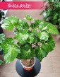 Aralia Green Lemon do kupienia w Krakowie w Świat Roślin lub online z dostawą w całej Polsce, Polyscias Green Lemon