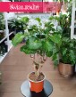 Aralia Green Lemon sklep online internetowy z dostawą pod drzwi, Polyscias Green Lemon
