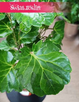 Aralia Green Lemon w najlepszej cenie i jakości do kupienia online internetowo z dostawą, Polyscias Green Lemon