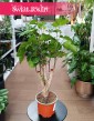 Aralia Green Lemon małe bonzai z dostawą w całym kraju z zamówieniem ze sklepu online, Polyscias Green Lemon