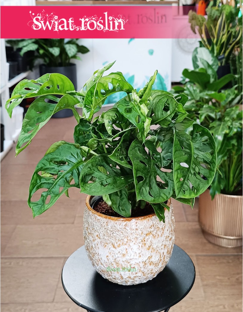Monstera Monkey Leaf