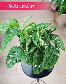 Monstera Monkey Leaf sklep internetowy online z sostawą w całej polsce pod drzwi