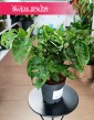 Monstera Monkey Leaf do kupienia w Krakowie w Świat Roślin lub online w sklepie z dostawą w całej Polsce